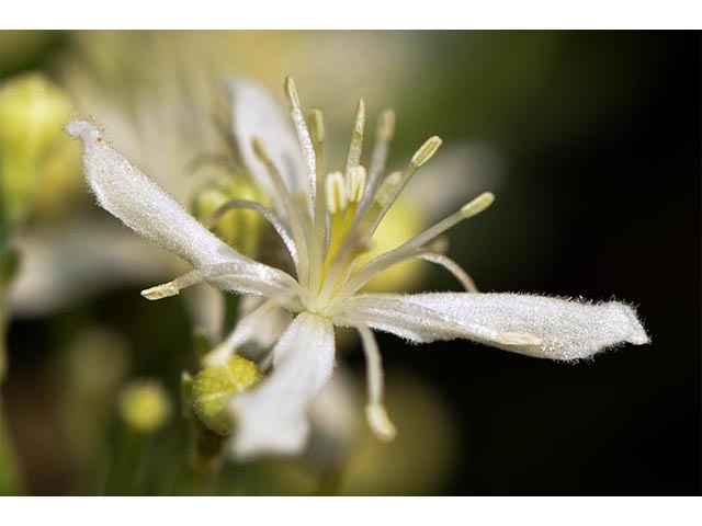 Clematis ligusticifolia (Western white clematis) #72277