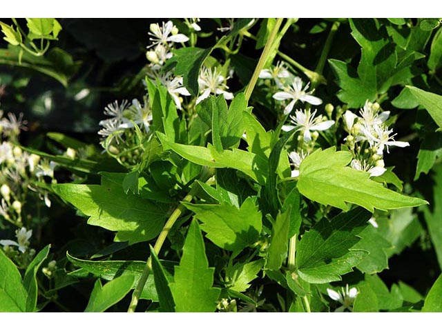 Clematis ligusticifolia (Western white clematis) #72279