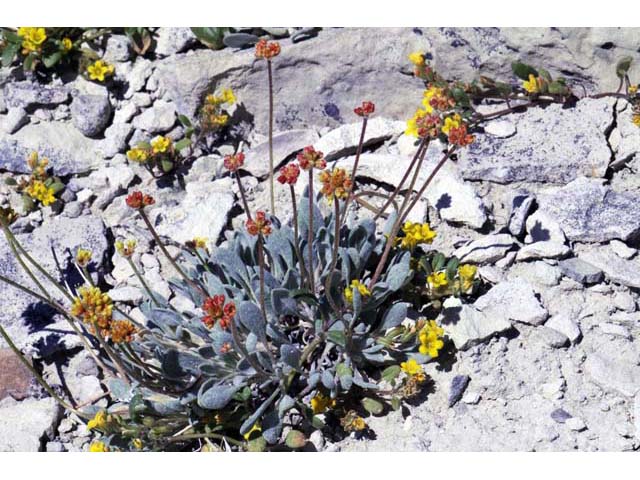 Eriogonum crosbyae (Crosby's buckwheat) #51557