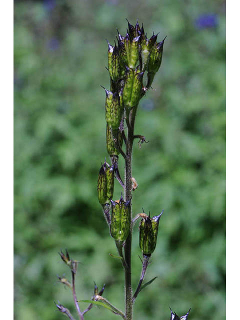 Delphinium barbeyi (Subalpine larkspur) #72304