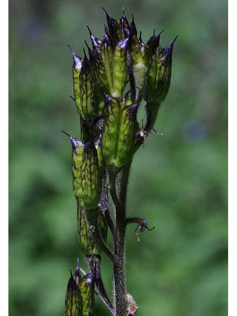 Delphinium barbeyi (Subalpine larkspur) #72305