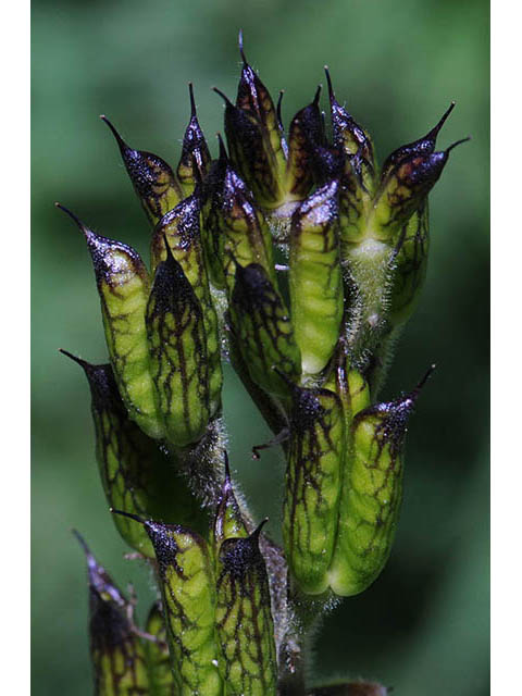 Delphinium barbeyi (Subalpine larkspur) #72306