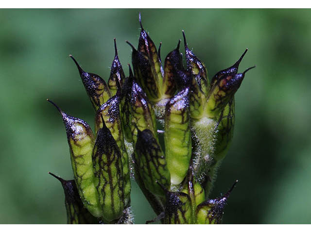 Delphinium barbeyi (Subalpine larkspur) #72307