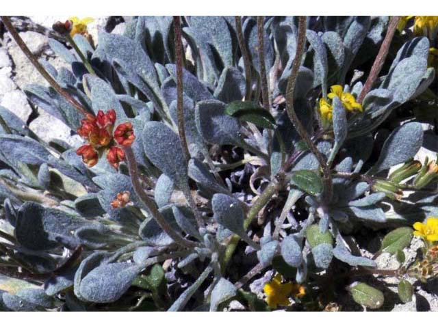 Eriogonum crosbyae (Crosby's buckwheat) #51559