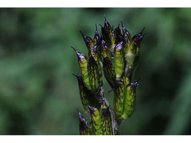 Delphinium barbeyi (Subalpine larkspur) #72308