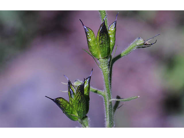 Delphinium barbeyi (Subalpine larkspur) #72309