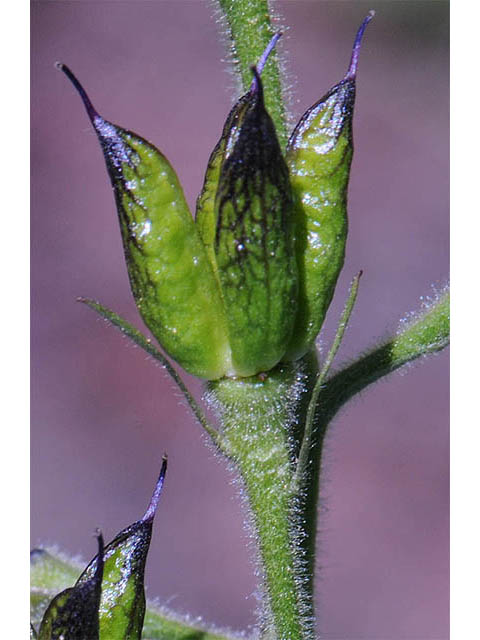 Delphinium barbeyi (Subalpine larkspur) #72311