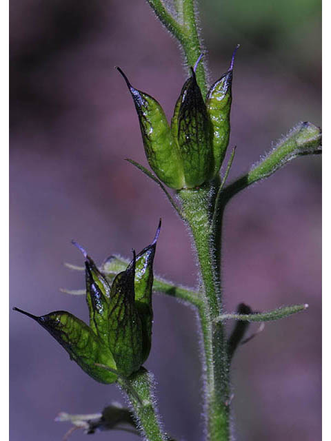Delphinium barbeyi (Subalpine larkspur) #72312