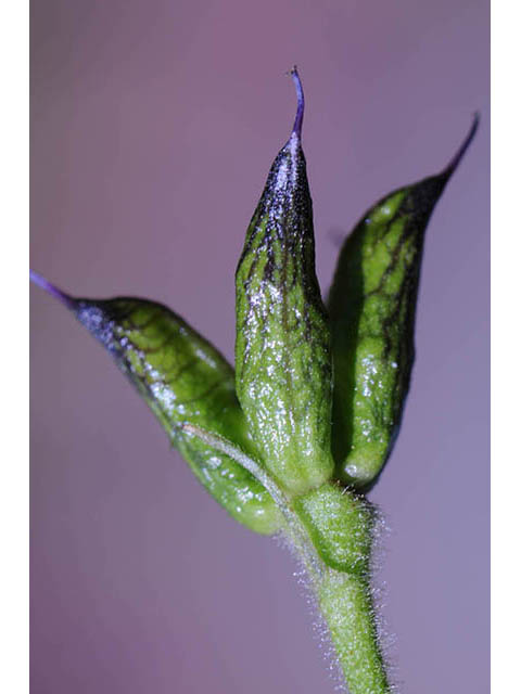 Delphinium barbeyi (Subalpine larkspur) #72313