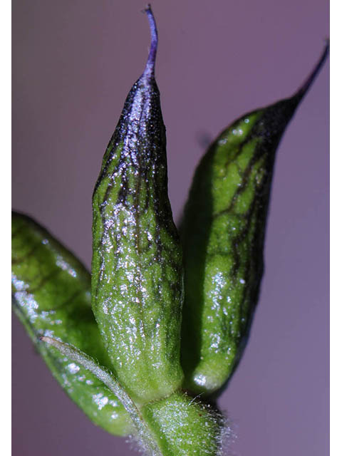 Delphinium barbeyi (Subalpine larkspur) #72314