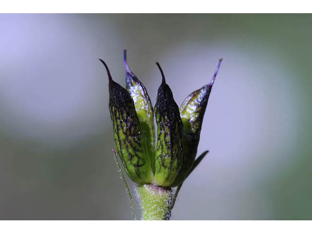 Delphinium barbeyi (Subalpine larkspur) #72315