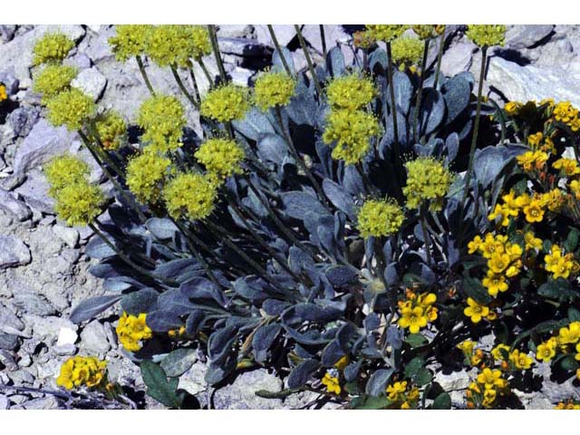 Eriogonum crosbyae (Crosby's buckwheat) #51560