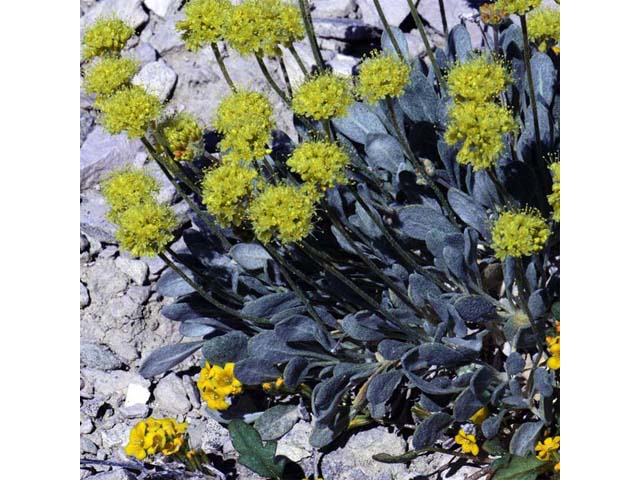 Eriogonum crosbyae (Crosby's buckwheat) #51561