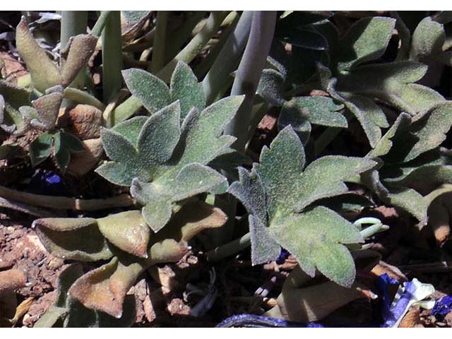 Delphinium scaposum (Tall mountain larkspur) #72336