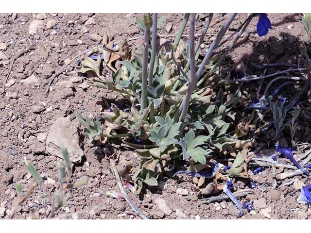 Delphinium scaposum (Tall mountain larkspur) #72337