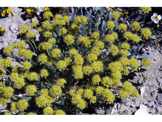 Eriogonum crosbyae (Crosby's buckwheat) #51562
