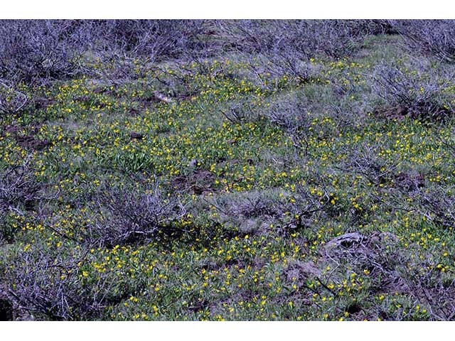 Ranunculus alismifolius var. alismellus (Plantainleaf buttercup) #72342