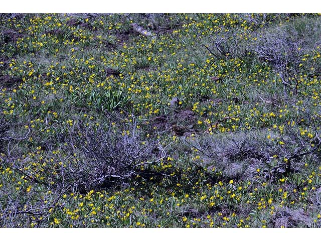 Ranunculus alismifolius var. alismellus (Plantainleaf buttercup) #72343
