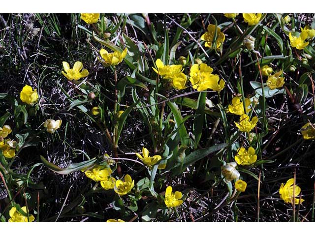 Ranunculus alismifolius var. alismellus (Plantainleaf buttercup) #72344