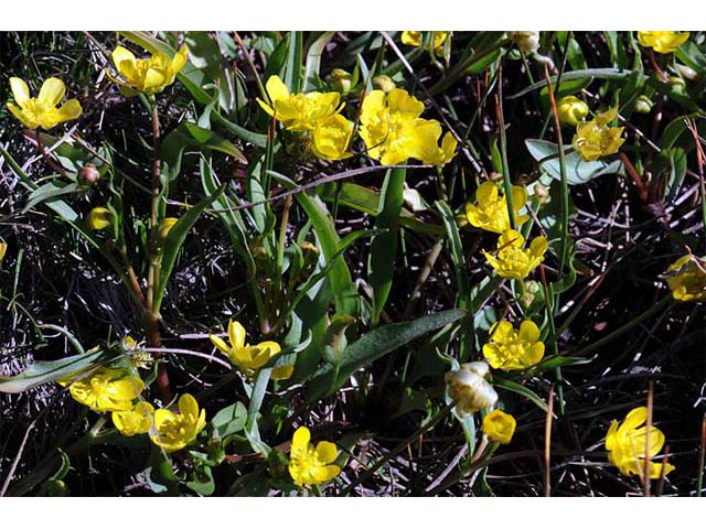 Ranunculus alismifolius var. alismellus (Plantainleaf buttercup) #72345