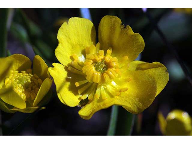 Ranunculus alismifolius var. alismellus (Plantainleaf buttercup) #72346