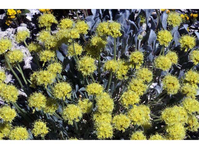 Eriogonum crosbyae (Crosby's buckwheat) #51563