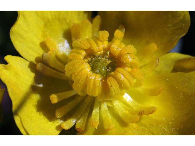 Ranunculus alismifolius var. alismellus (Plantainleaf buttercup) #72348