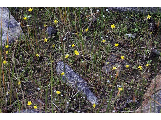 Ranunculus flammula var. filiformis (Greater creeping spearwort) #72365