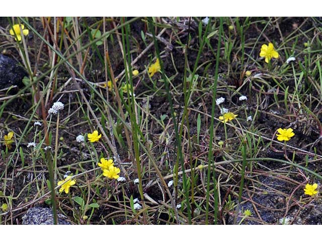 Ranunculus flammula var. filiformis (Greater creeping spearwort) #72366