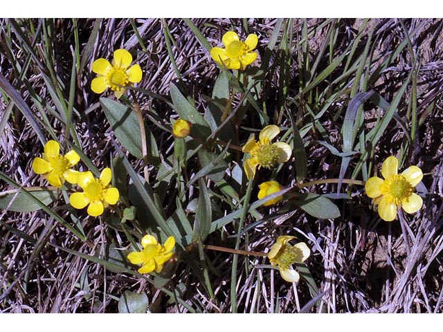 Ranunculus glaberrimus var. ellipticus (Elliptical buttercup) #72369