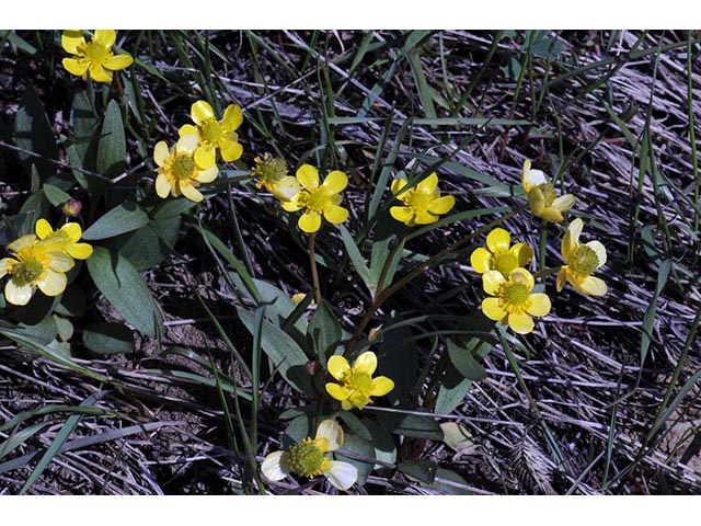 Ranunculus glaberrimus var. ellipticus (Elliptical buttercup) #72370