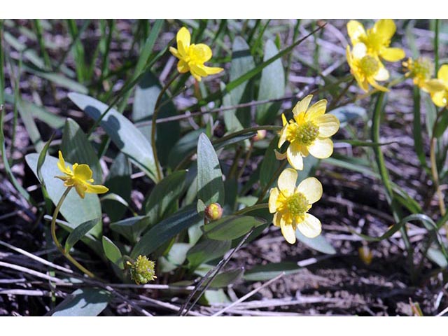 Ranunculus glaberrimus var. ellipticus (Elliptical buttercup) #72375