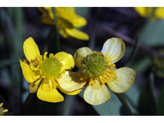 Ranunculus glaberrimus var. ellipticus (Elliptical buttercup) #72378