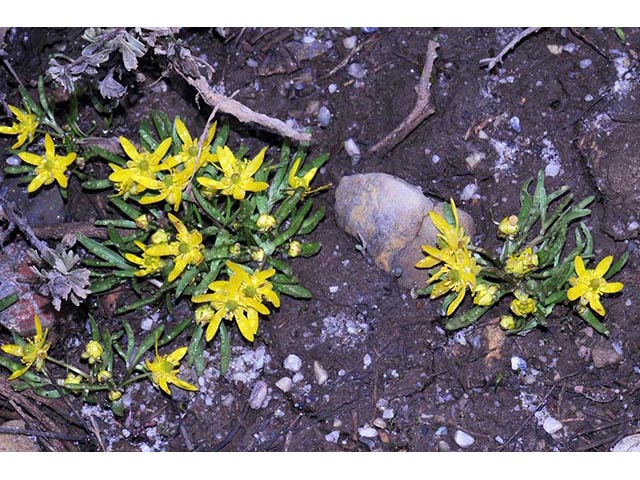 Ranunculus jovis (Utah buttercup) #72384