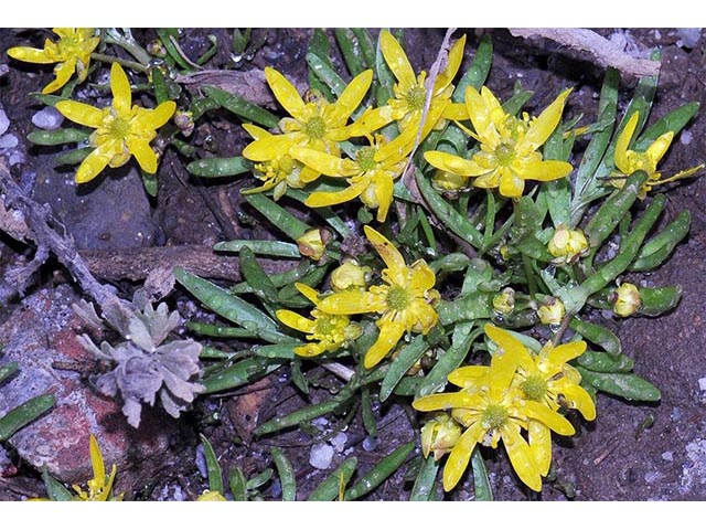 Ranunculus jovis (Utah buttercup) #72385