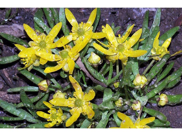 Ranunculus jovis (Utah buttercup) #72386