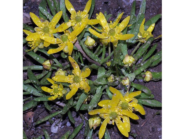 Ranunculus jovis (Utah buttercup) #72387