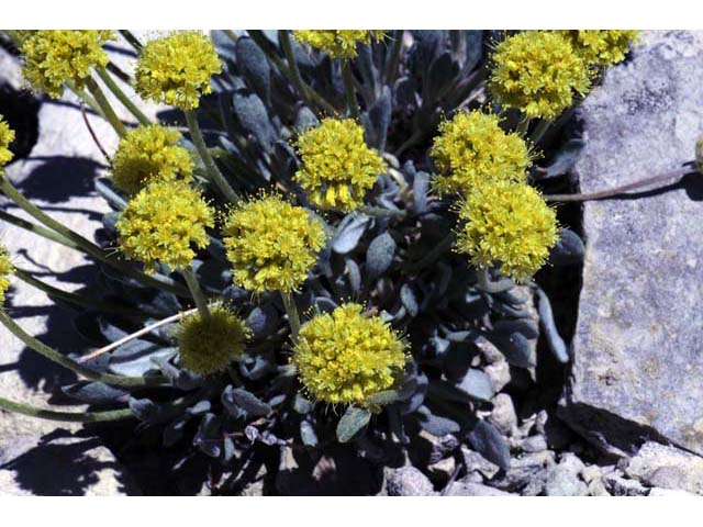 Eriogonum crosbyae (Crosby's buckwheat) #51567