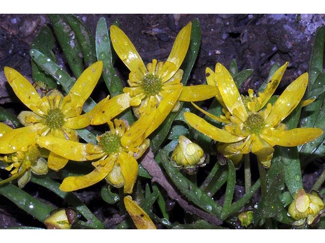 Ranunculus jovis (Utah buttercup) #72388