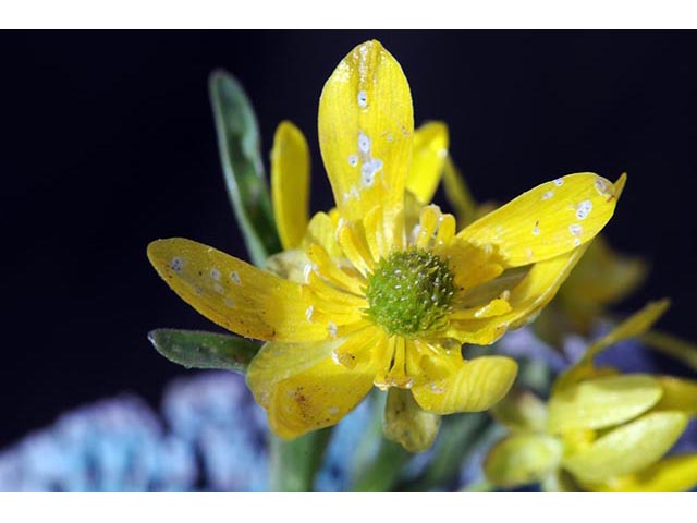 Ranunculus jovis (Utah buttercup) #72389