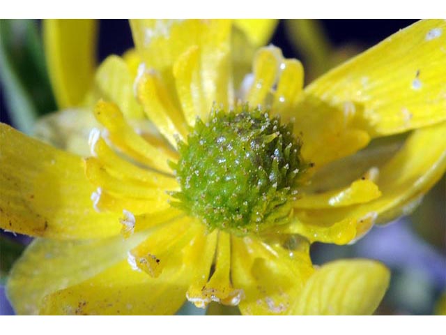 Ranunculus jovis (Utah buttercup) #72390