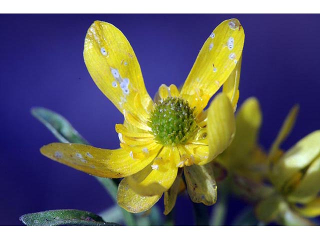Ranunculus jovis (Utah buttercup) #72391