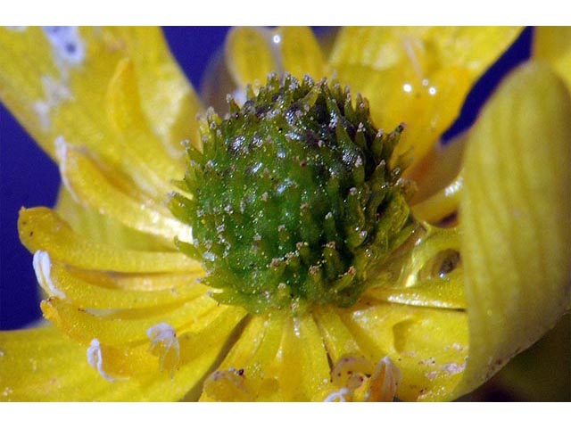 Ranunculus jovis (Utah buttercup) #72392