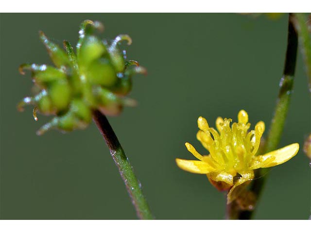 Ranunculus uncinatus (Woodland buttercup) #72393