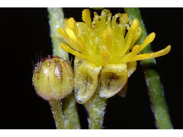 Ranunculus uncinatus (Woodland buttercup) #72395