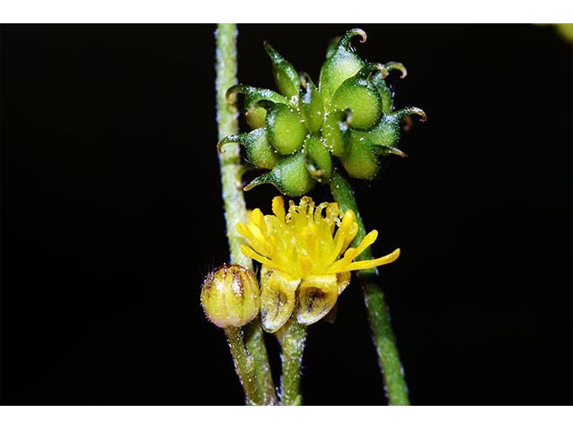 Ranunculus uncinatus (Woodland buttercup) #72396