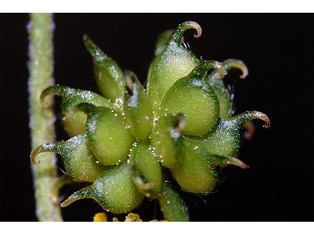 Ranunculus uncinatus (Woodland buttercup) #72397