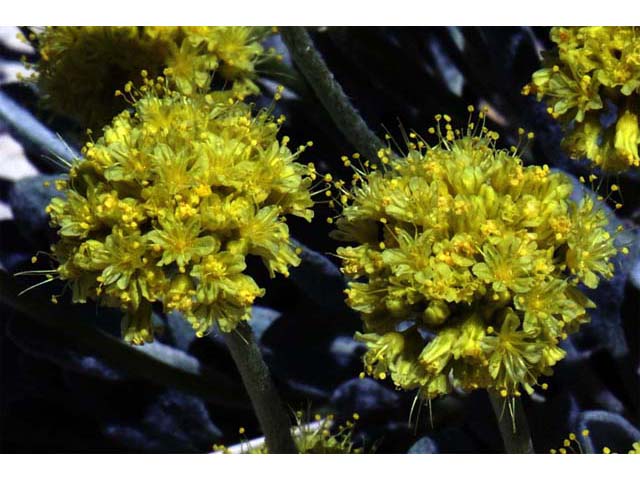 Eriogonum crosbyae (Crosby's buckwheat) #51568