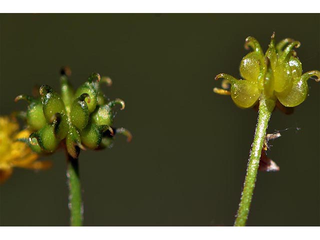 Ranunculus uncinatus (Woodland buttercup) #72398