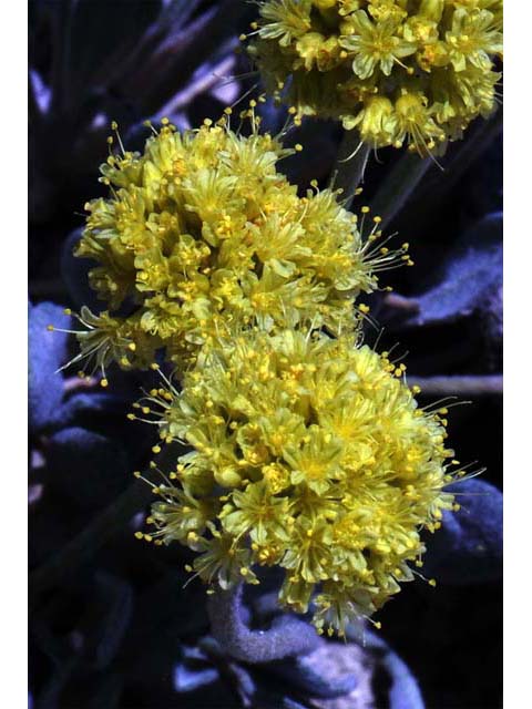 Eriogonum crosbyae (Crosby's buckwheat) #51569